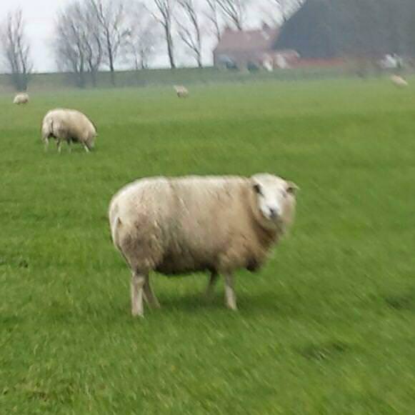 Doner schaap